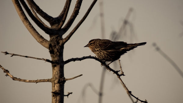 Bird in the park