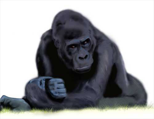 Gorilla